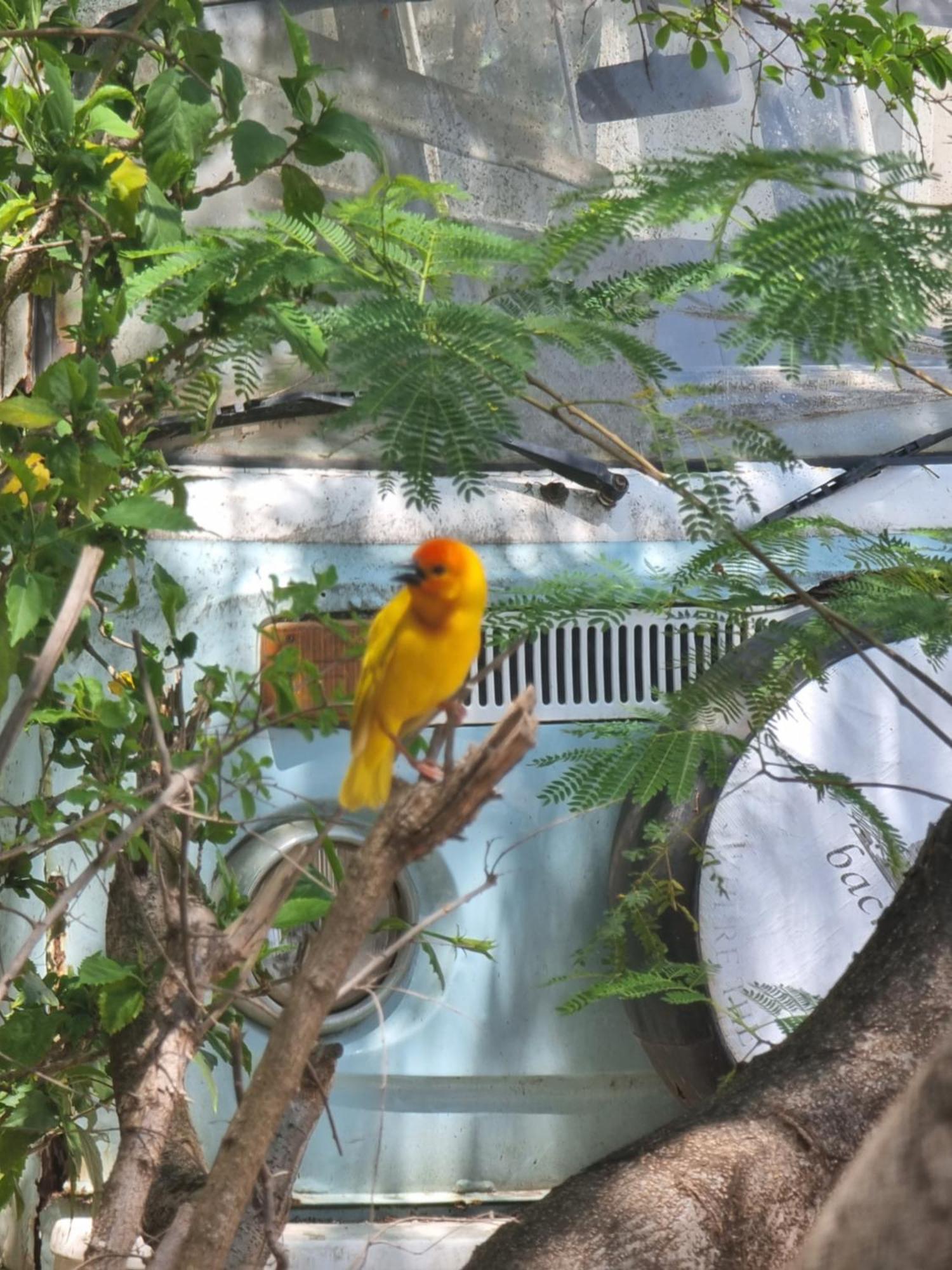 Tulia House Backpackers Pansiyon Mombasa Dış mekan fotoğraf